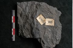 Foto (Detailansicht) von Callipteris sp.  (NHMW-GEO-2024-0188-10923)